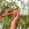 三十屋の手作り桃ジャム　110ｇ2個セット（化粧箱入）