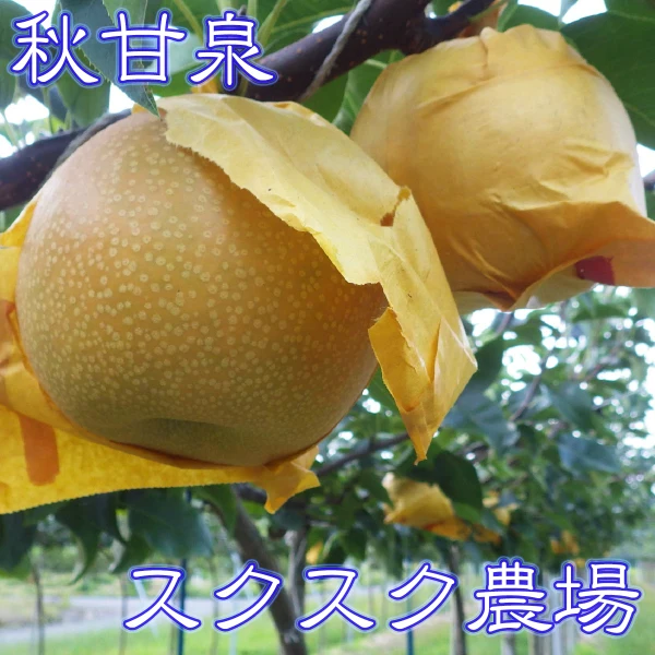 スクスク農場の梨 秋甘泉(あきかんせん) 鳥取県の新品種です