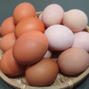 食べ比べセット 平飼い 元気玉+さくら玉【40個】