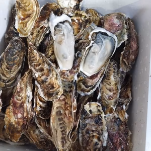 バラ牡蠣　 生食可　10kg （80個から100個くらい）