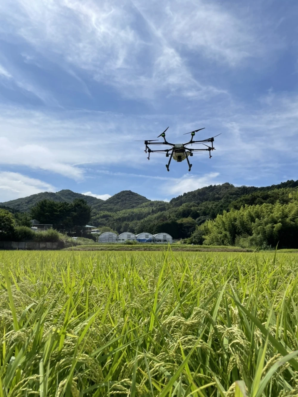 【特別栽培米】新米化学肥料一切使わない、もちもちコシヒカリ　令和　4年産