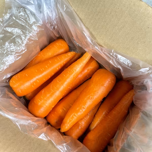 是非生で！採りたて新鮮☆湖国の人参