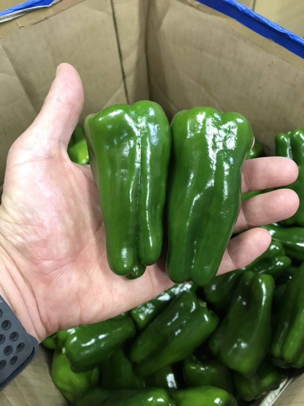 ピーマンさん専用 近藤さんのピーマン、大きめ、食べ応え満点！｜ピーマンの商品詳細