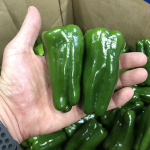 2kg！（予約商品）近藤さんのピーマン、大きめ、食べ応え満点！