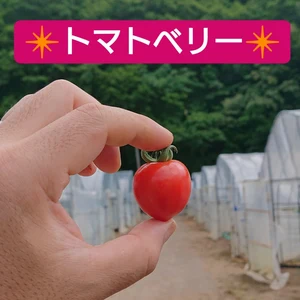 ◆訳ありトマトベリー◆ イチゴの形の大人気トマト！お試し2㎏から！