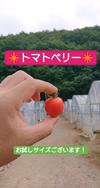 ◆訳ありトマトベリー◆ イチゴの形の大人気トマト！お試し2㎏から！