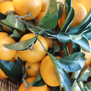 由良の「採れたて木なりはっさく」(=^ェ^=)