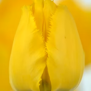 【新潟のチューリップ】（フリル） イエロー色 クリスタルスター１０本