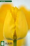 【新潟のチューリップ】（フリル） イエロー色 クリスタルスター１０本