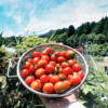 2kg 『きゅうりとトマトの旨さが止まらない』こんなに食べちゃた！自然栽培