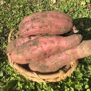 【無農薬・無肥料】大豊作の特大紅あずま 5kg 2022年産