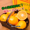 骨の健康維持に★酸味がおいしい有田みかん★薄皮が薄く食感がgood！★12月発
