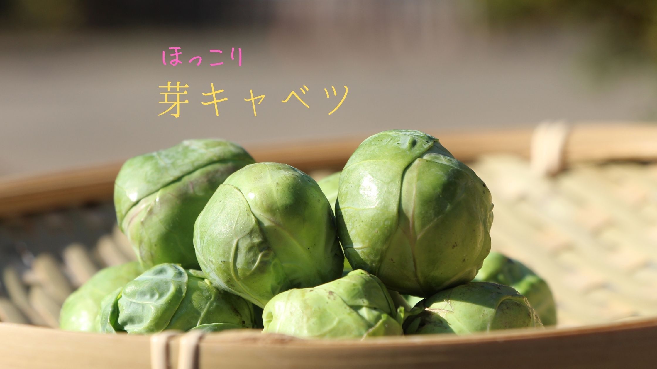 今が旬 しゅうたの畑のほっこり芽キャベツ 農家漁師から産地直送の通販 ポケットマルシェ