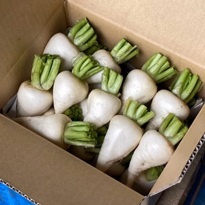 ホワイトムーンかぶ 桜島の大自然 無農薬有機肥料 除草剤不使用で育てました!