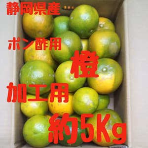 静岡県産　ポン酢用　橙　加工用　約5Kg