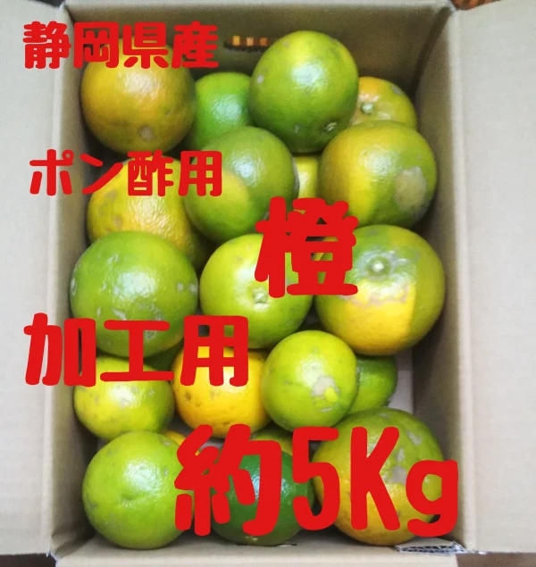 静岡県産　ポン酢用　橙　加工用　約5Kg