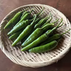 愛知県 豊田市旭産 キムチ唐辛子（青） 500g