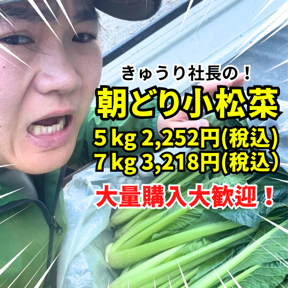 数量限定！きゅうり社長の不揃い【小松菜】5kg or 7kg 常温配送