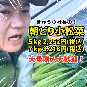 数量限定！きゅうり社長の不揃い【小松菜】5kg or 7kg 常温配送