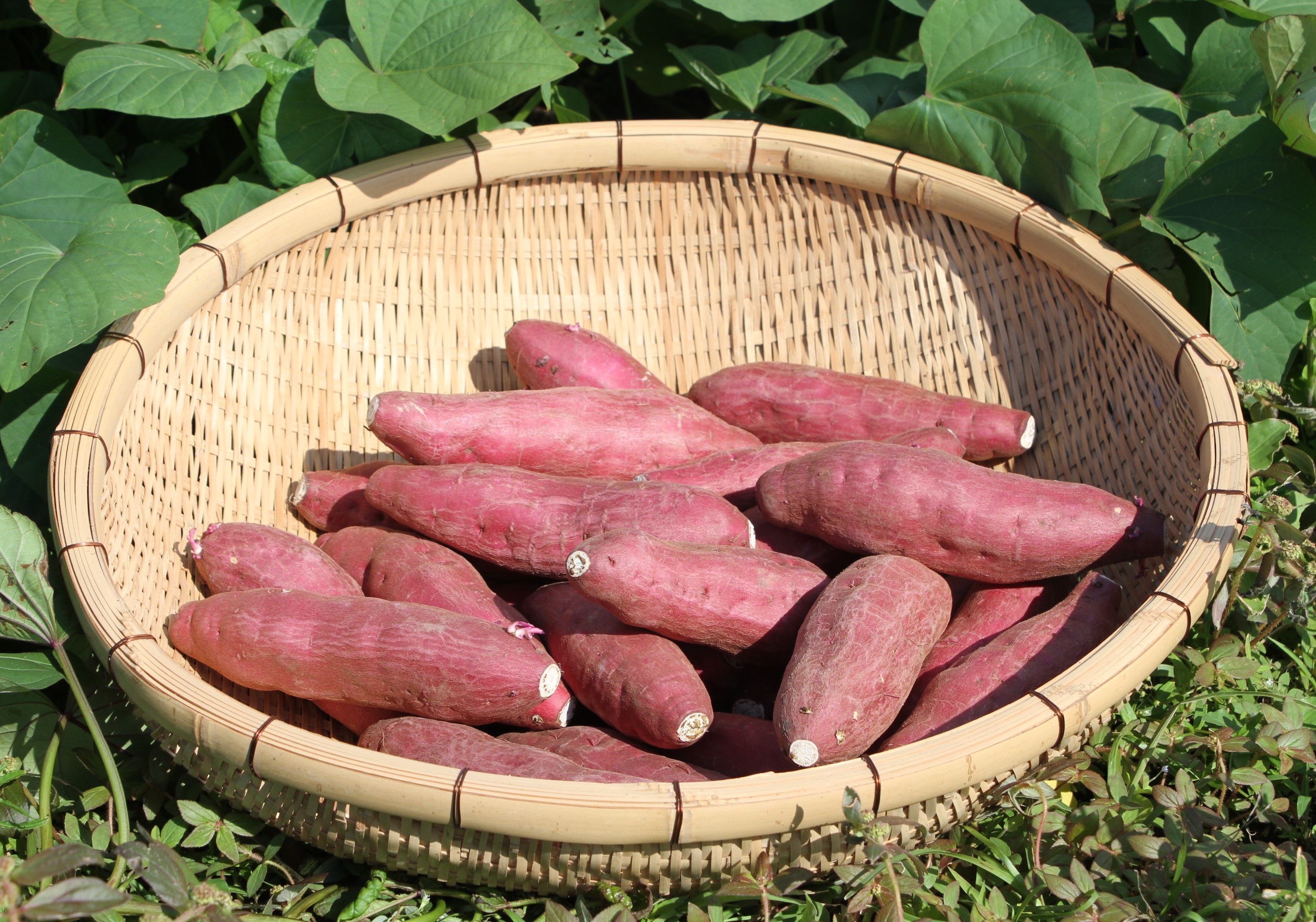 新芋 鹿児島県産さつま芋(紅はるか)しっとり系 Mサイズ5Kg｜さつまいもの商品詳細｜ポケットマルシェ｜産地直送で旬の食材が生産者(農家・漁師)から届く