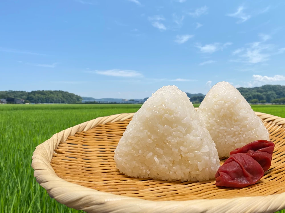 農薬・化学肥料不使用　R4年産『コシヒカリ』白米5㎏【有機JAS認証】