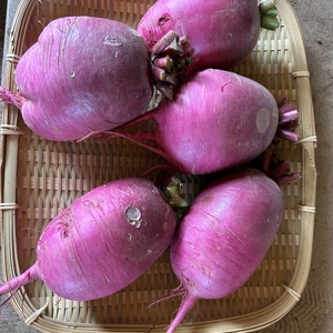 中まで赤い！紅くるり大根(2キロ)／期間中農薬、化学肥料不使用