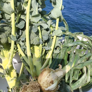 ミニ福箱のみ漁師の畑そのまま福箱！ブロッコリー葉つき新玉ねぎ金柑セットもあったり