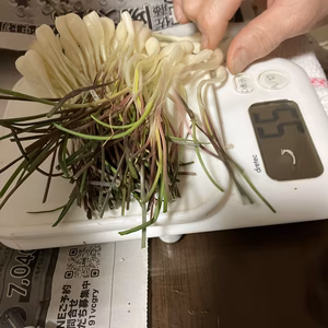 【石垣島産送料込】【業務用皮剥き済】島らっきょ1.5kg