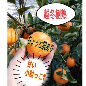 すぐ発送!10箱【ちょっと訳あり】大津4号みかん越冬甘小粒❢【２S ～3S】