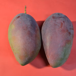 ☆激レア☆玉文マンゴー　約2キロ（２~3玉）