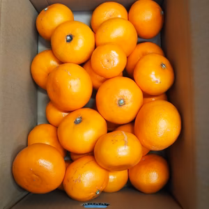 lラスト2箱　せとか　ジュ－ス・ジャム用　箱込み4.5キロ