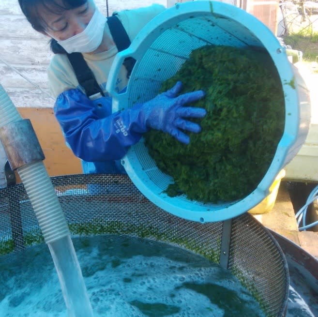 知られざる万能食材 あおさ海苔とは みんなの投稿をまとめてみました 農家漁師から産地直送の通販 ポケットマルシェ