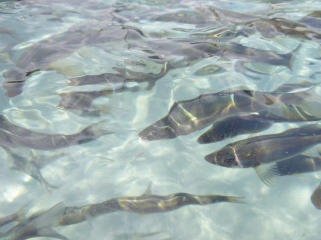 お正月限定　受注生産　子持鮎昆布巻　地下水育ち　無添加　