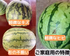 お盆は家族ですいか！ご家庭用 小玉すいか「ピノガール」 2玉 　