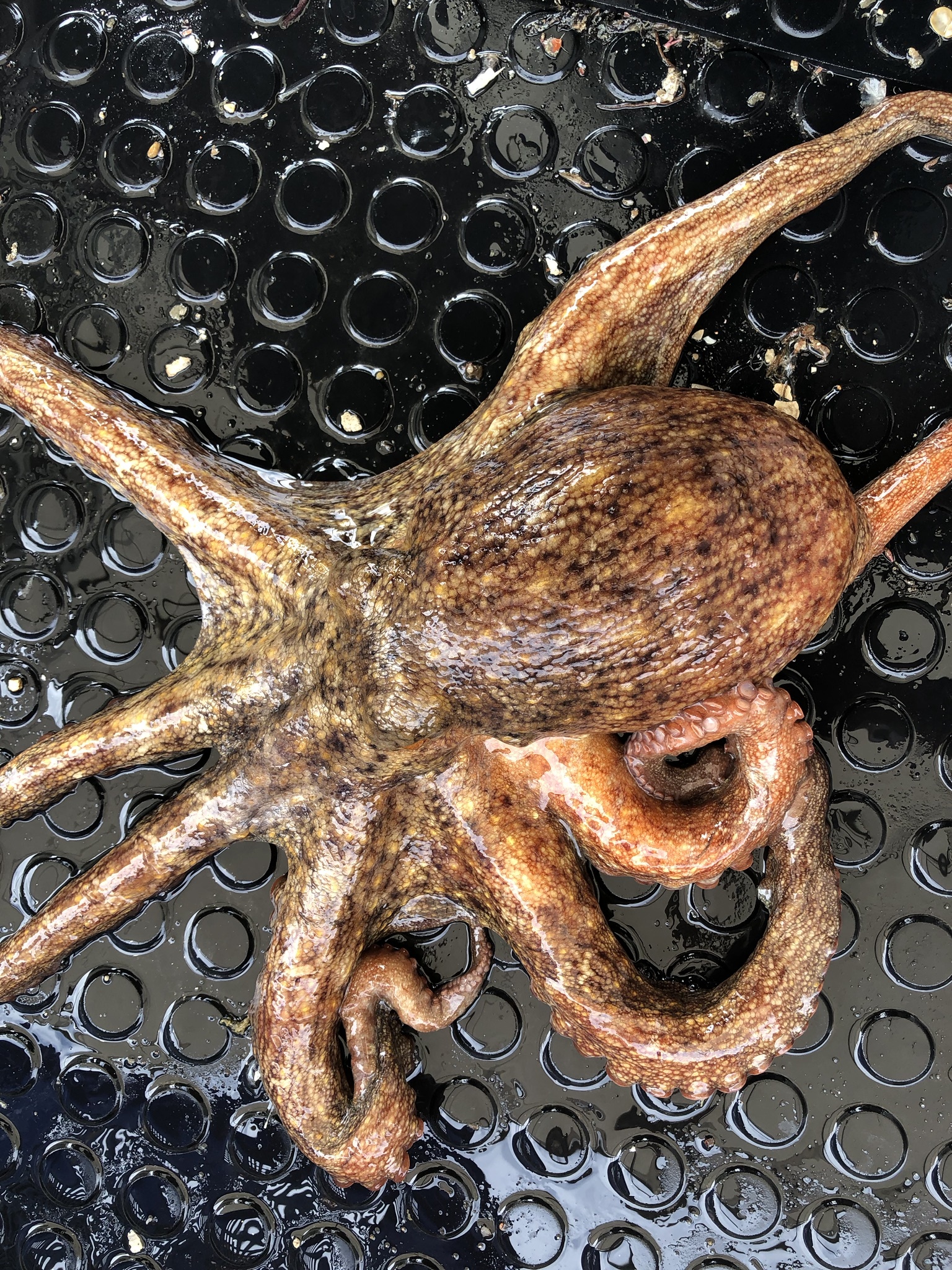 瀬戸内マダコ 真蛸｜タコの商品詳細｜ポケットマルシェ｜産地直送で旬