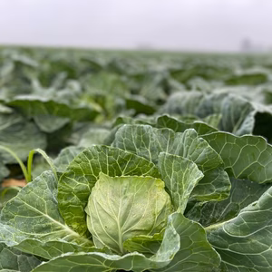 十勝晴れと霧で育った父の愛したキャベツ「夏彩(なついろ)」