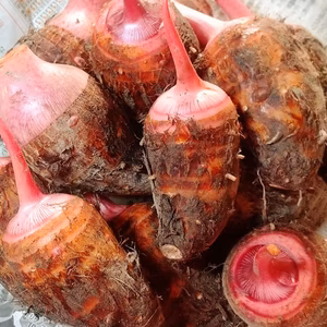 ホクホクねっとり『セレベス』【赤芽の里芋】