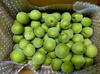 青梅★1ｋｇ〜　かんたん梅干しレシピつき