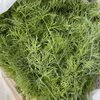 ハーブで毎日を特別に！甘みある爽やかな香りのディル100g〜