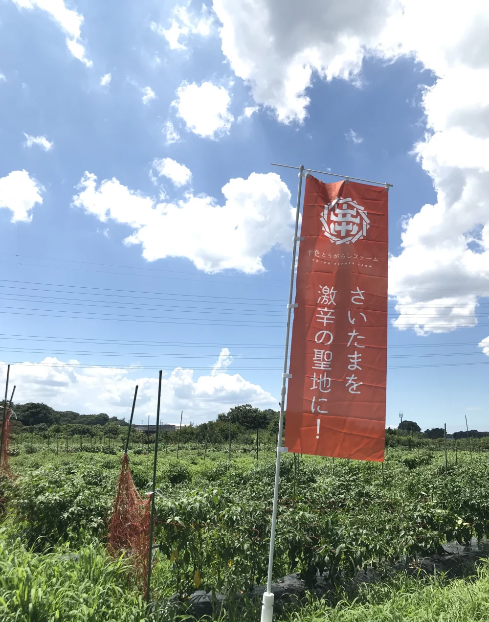 インド系とうがらし！プサジュエラ