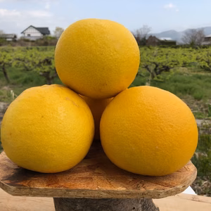 ちょっと小っちゃな文旦