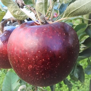 【レギュラー品】秋映 長野県産りんご 10月上旬～発送予定 