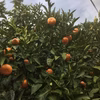 ご家庭用・伊豆の温州みかん【減農薬】