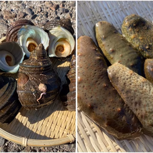 【江田島産】青ナマコとサザエのセット