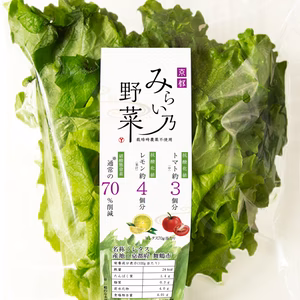 高抗酸化値レタス　みらい乃野菜　ふわレタス　水耕栽培