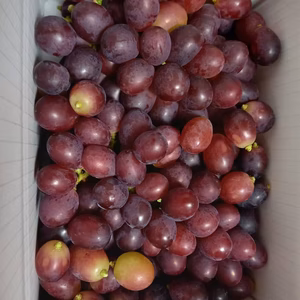 ぶどう　オリエンタルスター　着色不良　でも意外と人気♪