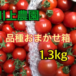 【川上農園】品種おまかせ　ミニトマト 1.3kg