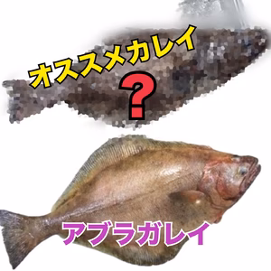 【知床羅臼直送】2種のカレイの食べ比べセット アブラガレイとオススメのカレイ