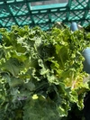 農家直送！！！　プチヴェール菜花