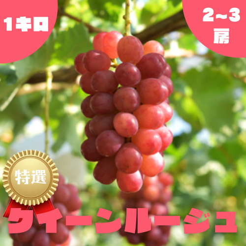 クイーンルージュの産直通販・お取り寄せ商品｜ポケットマルシェ｜産地